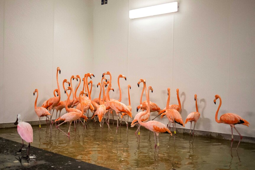 A group of around 20 pink flamingos stand in a small pool of water in a white room.