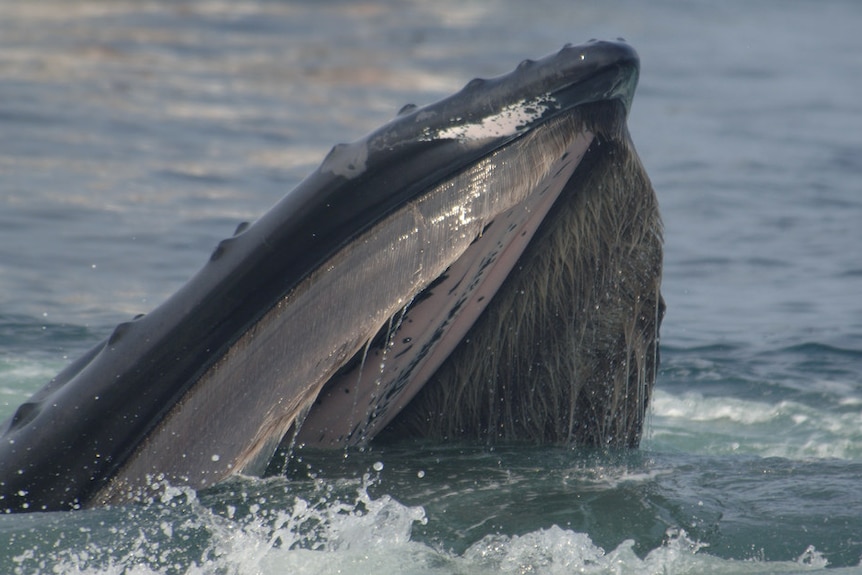 A whale rising out of the water with its mouth open