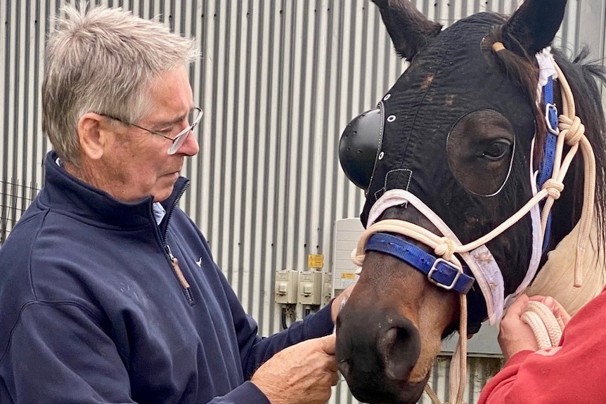 A man wearing glasses inspects a horse.