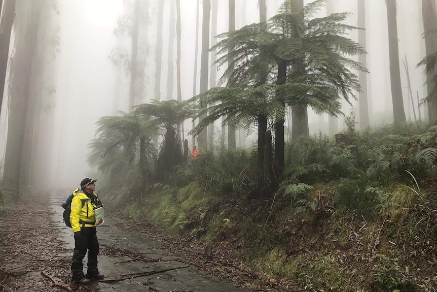 Snr Sgt Greg Paul stands in a forest thick with fog while wearing a bright yellow jacket.