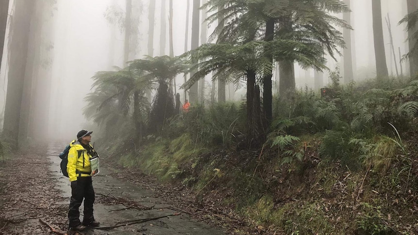 Snr Sgt Greg Paul stands in a forest thick with fog while wearing a bright yellow jacket.