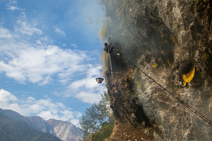 Honey hunter dangles on the edge of a cliff in Nepal