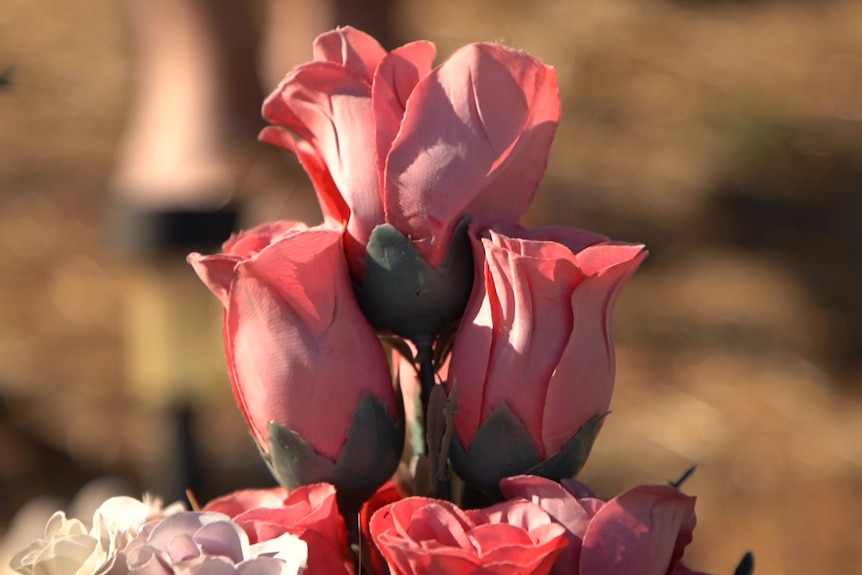 Pink flowers in sharp focus in a bushland setting.