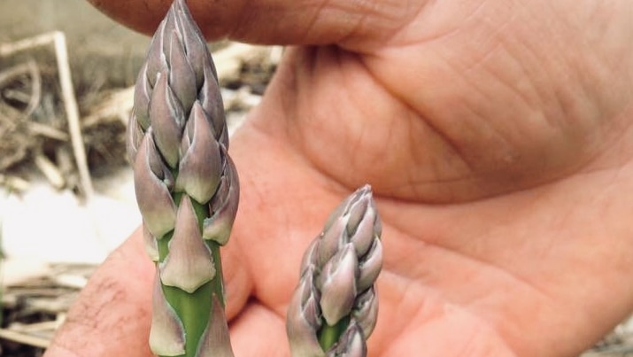 Tino's asparagus spears in his garden.