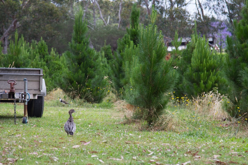 A duck wanders around the Christmas tree farm at Duffy's Forest