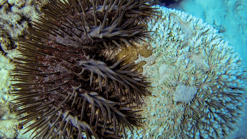 A crown-of-thorns starfish munches on a piece of white coral.