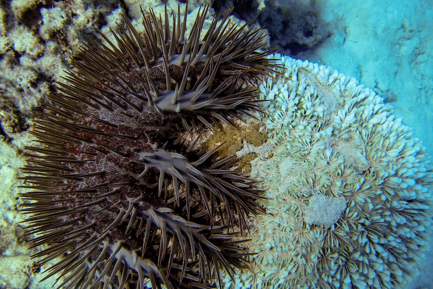 A crown-of-thorns starfish munches on a piece of white coral.