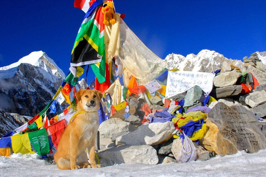 Rupee, rescued from a rubbish dump in India, poses at Everest Base Camp.