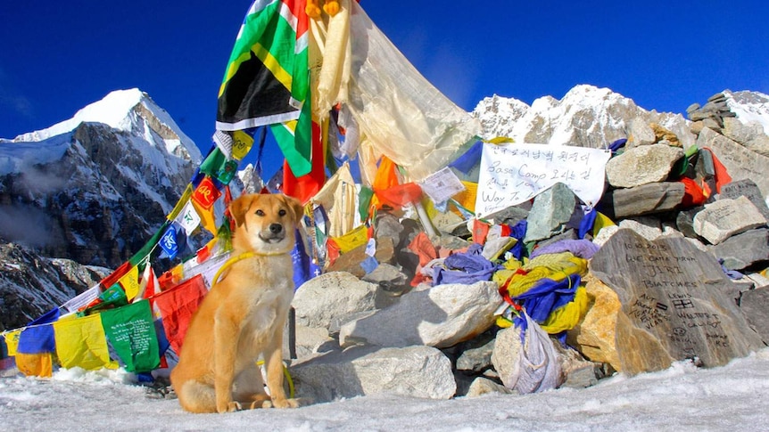 Rupee, rescued from a rubbish dump in India, poses at Everest Base Camp.