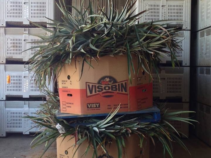 Cardboard bins filled with pineapple plants for transport.