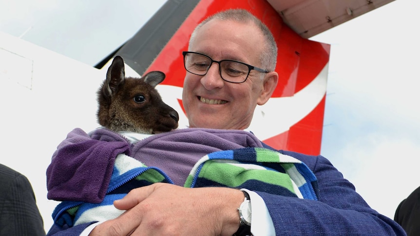The SA Premier cuddles a small kangaroo in a blanket in front of a Qantas plane