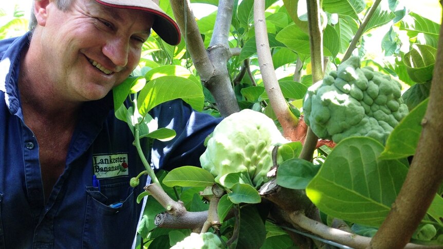 Farmer eyes several large custard apples on the tree, nearly ready to be picked