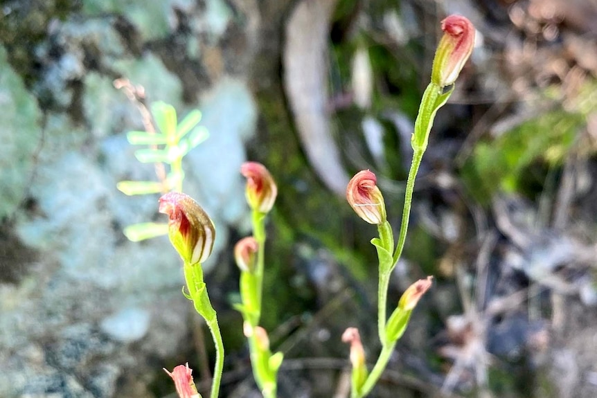 Green stemmed orchid with pinkish/red flowers.