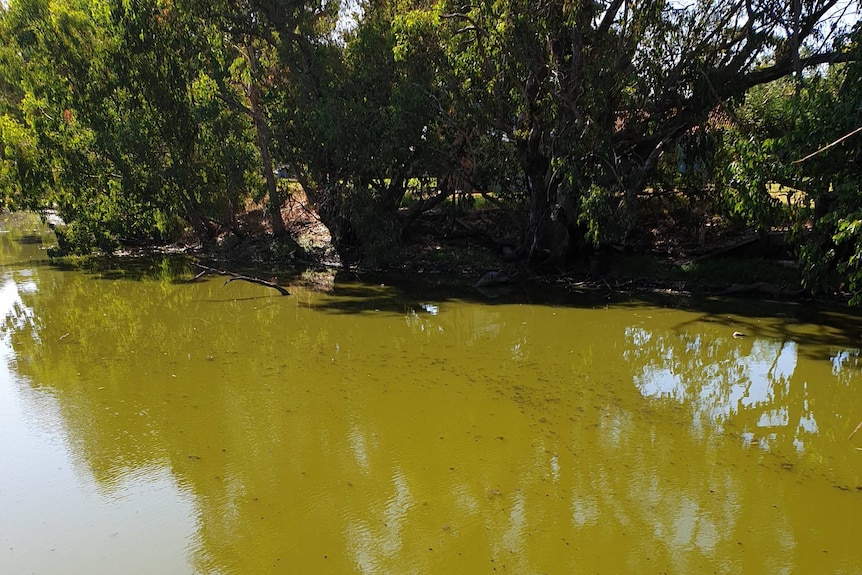 A sickly-green river with specks of darker algae