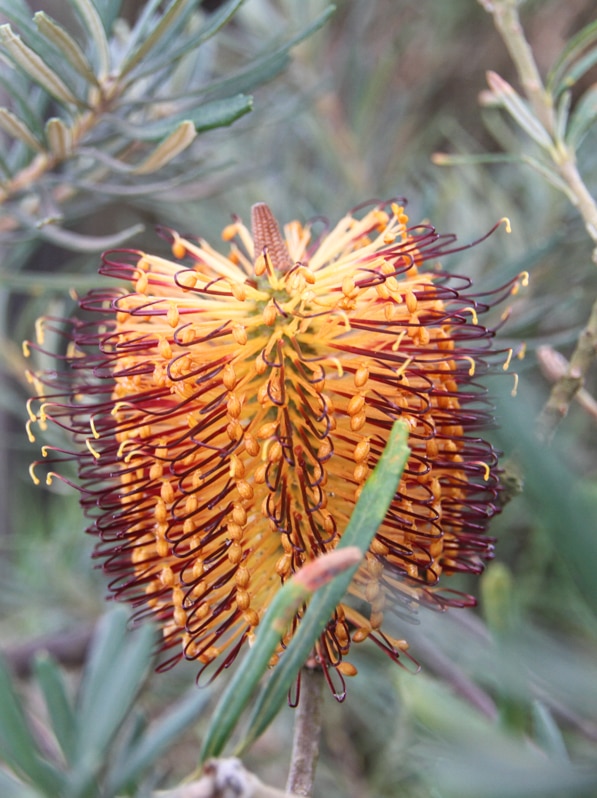 A bright banksia flower shines in the sun