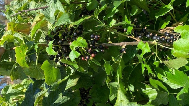 a blackcurrant bush with ripe fruit