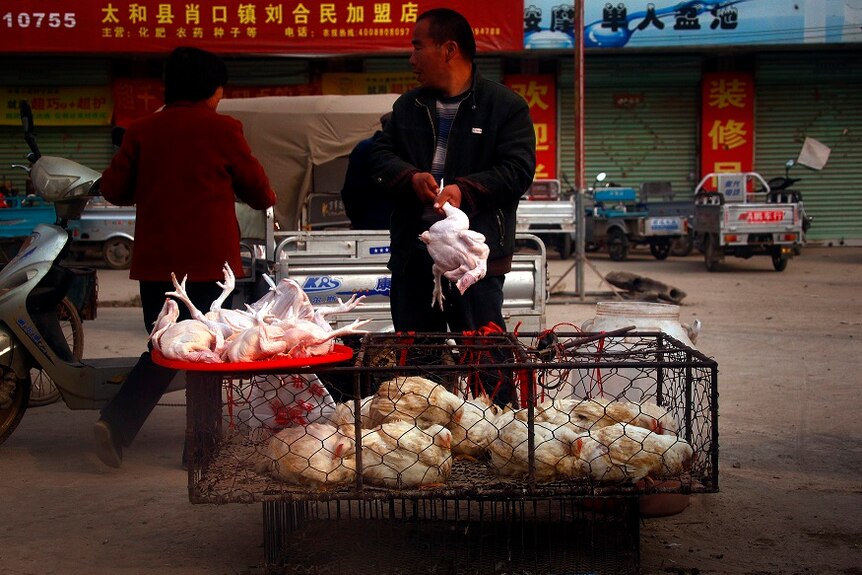 A man plucks a chicken he just killed on top of a cage full of live chickens at a street market.