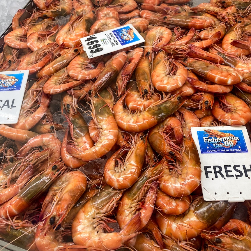 Large prawns on ice in a seafood store.