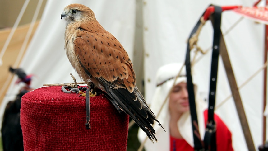 A kestrel from the birds of prey display sits at the ready at the Abbey Medieval Festival in Caboolture on July 7, 2012.