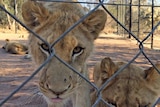 Lions in captivity in Africa