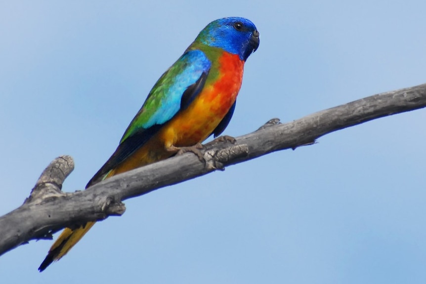 Twitching scarlet chested parrot