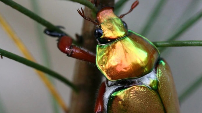 A green and gold Christmas beetle hanging onto a small branch
