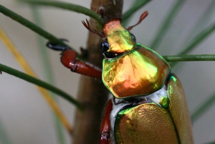 A green and gold Christmas beetle hanging onto a small branch