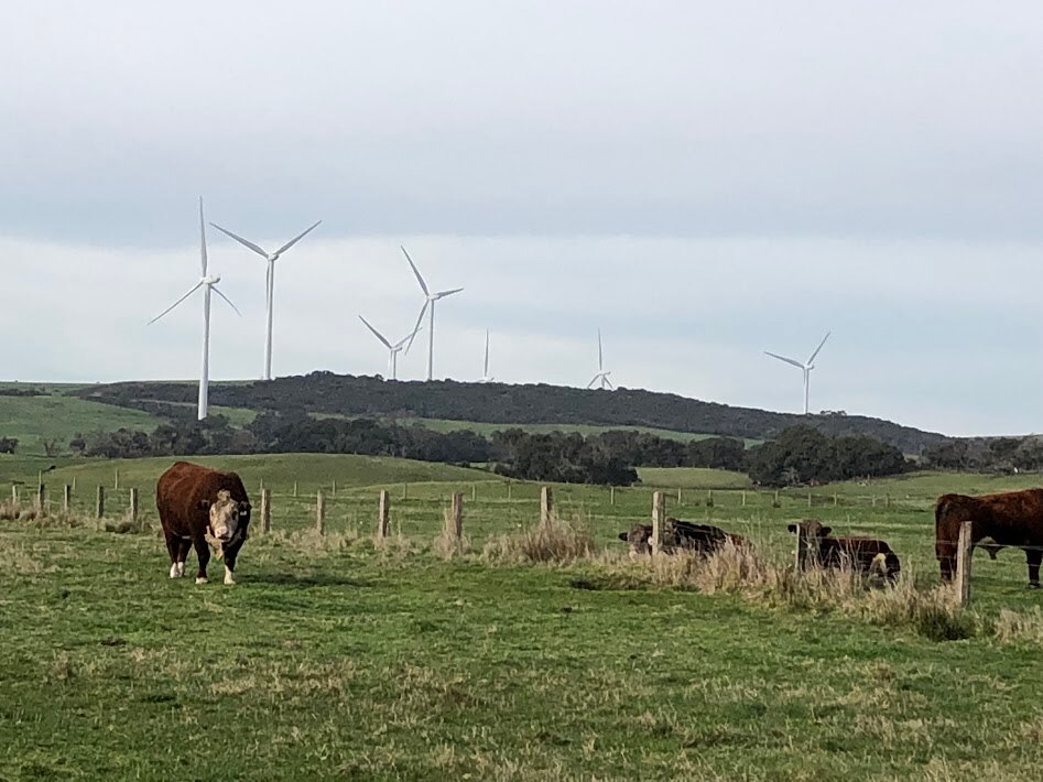 Three cows rest on grass in front of wind turbines.