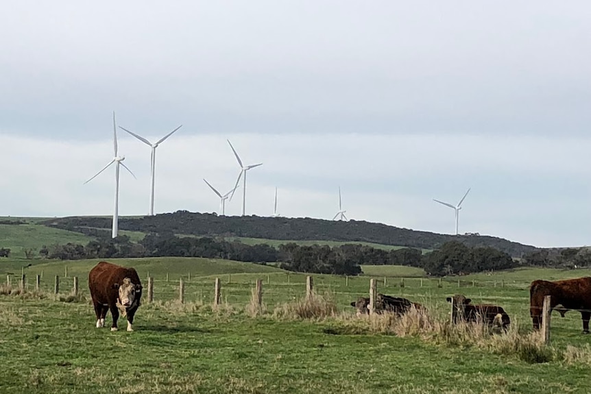 Three cows rest on grass in front of wind turbines.