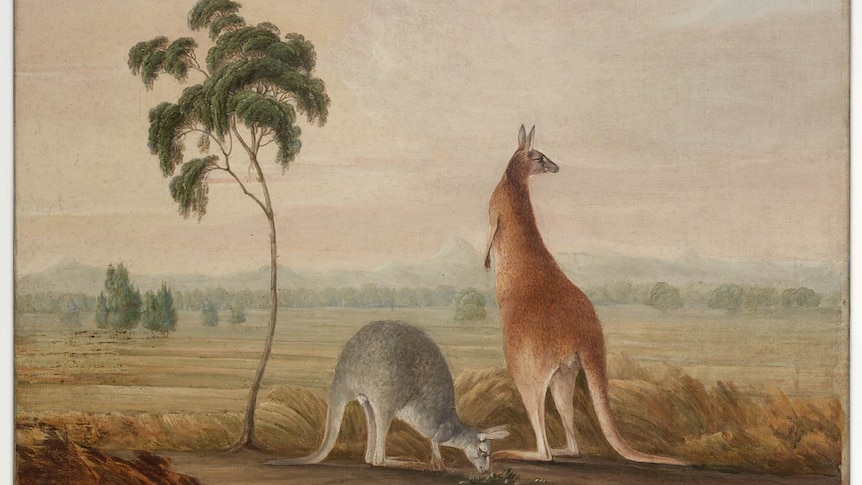 Painting of a smaller grey and larger red kangaroos, the red with a strange pointy head
