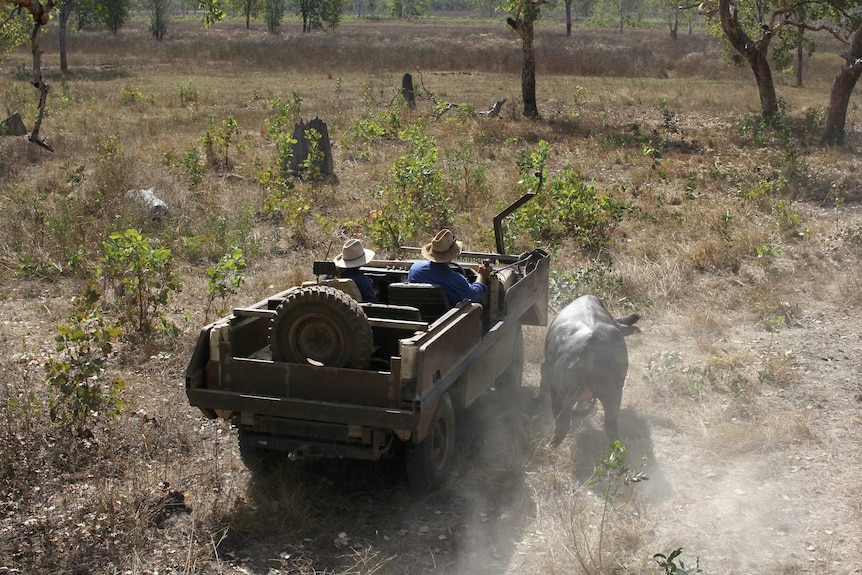 A stripped-down jeep drives alongside a running water buffalo through scrub.