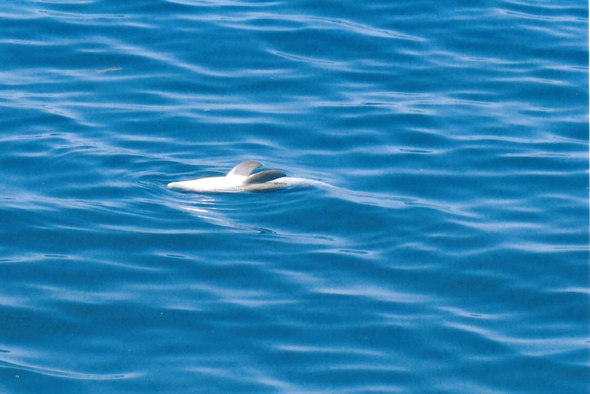 a dead dolphin floats upside down
