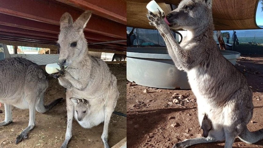 Kangaroo with a joey sticking its head out, standing and drinking a bottle of milk