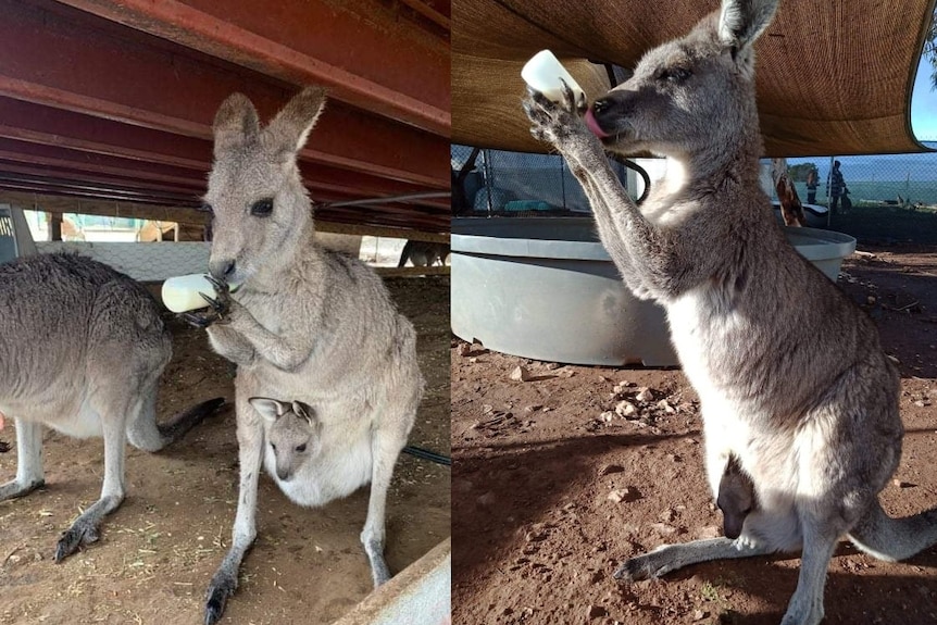 Kangaroo with a joey sticking its head out, standing and drinking a bottle of milk