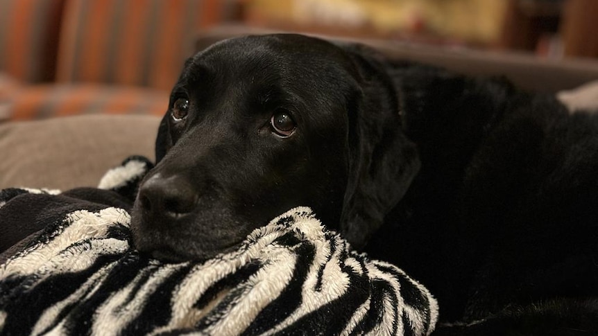 An anxious-looking black Labrador curled up on a couch with a zebra-striped blanket.
