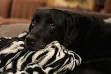 An anxious-looking black Labrador curled up on a couch with a zebra-striped blanket.