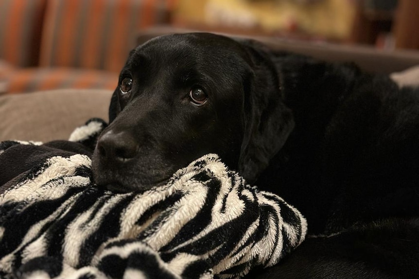 An anxious-looking black Labrador curled up on a couch with a zebra-striped blanket.