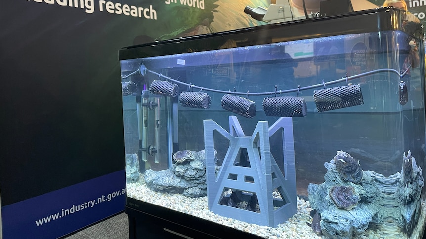 an aquarium with oyster farming material inside. 