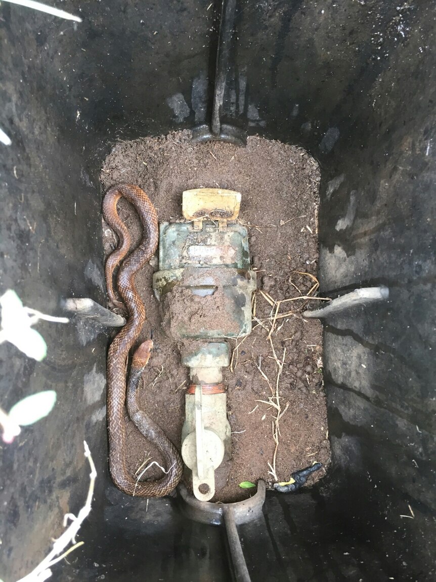 A snake in a water meter reader box