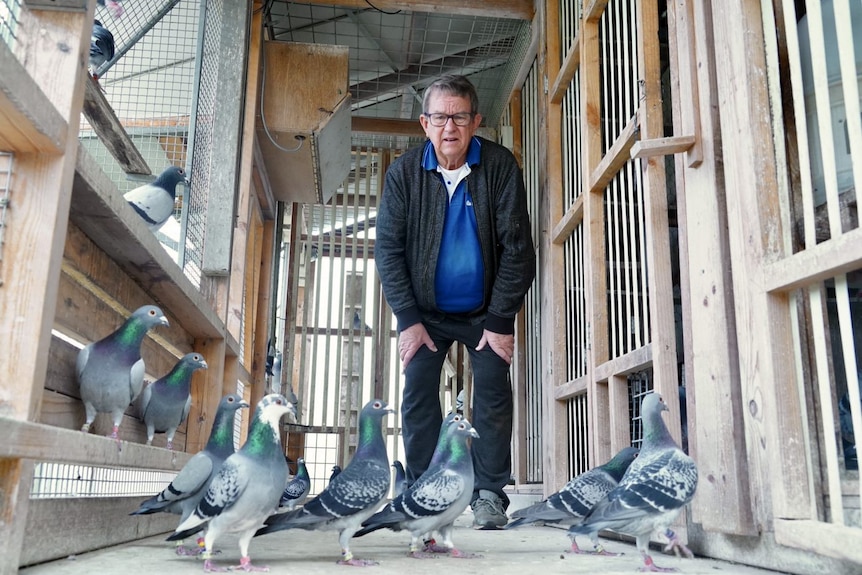 A man standing with pigeons in front of him