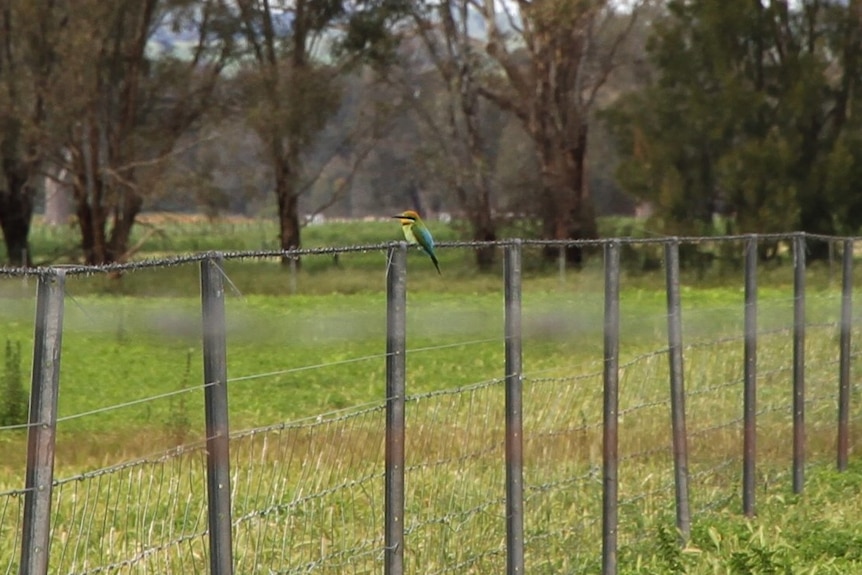 A rainbow coloured bird sits on the fence while a flock of sheep rest in the background