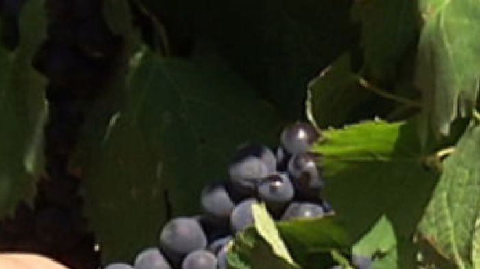 'Speed camera' tests thirsty vineyards