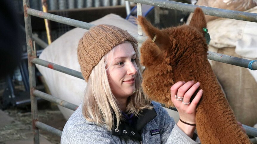 Animal science student Imogen Boughey sits facing an alpaca.
