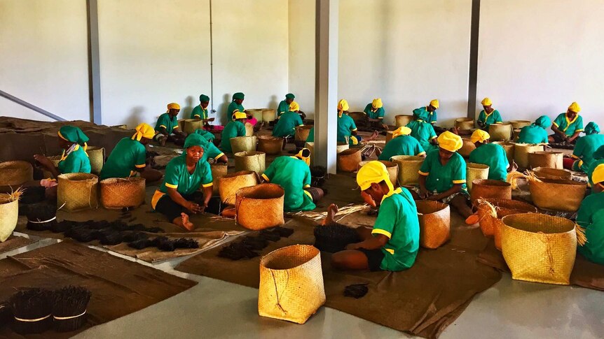 A group of people dressed in green with yellow head coverings sit working with baskets of vanilla pods.