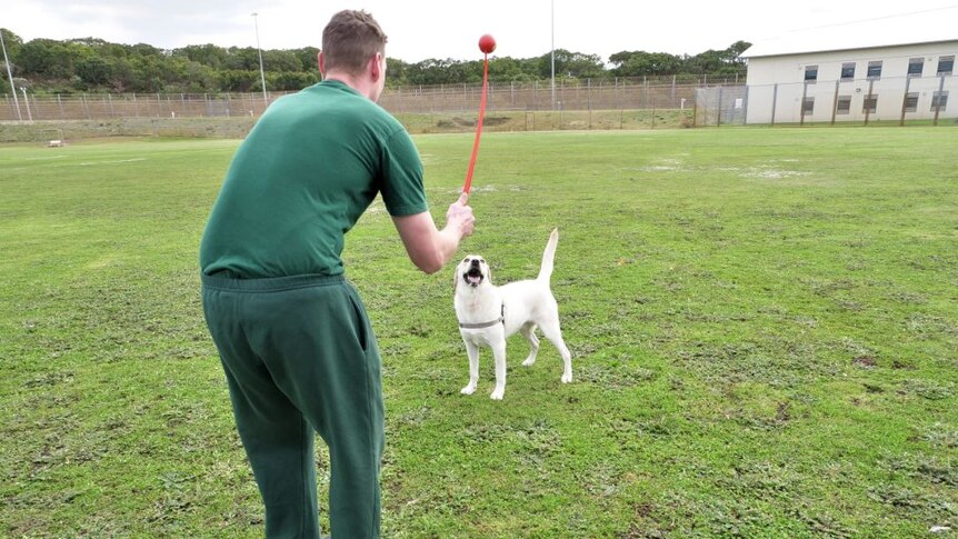 A man in a green prison uniform prepared to throw a ball to a yellow Labrador.