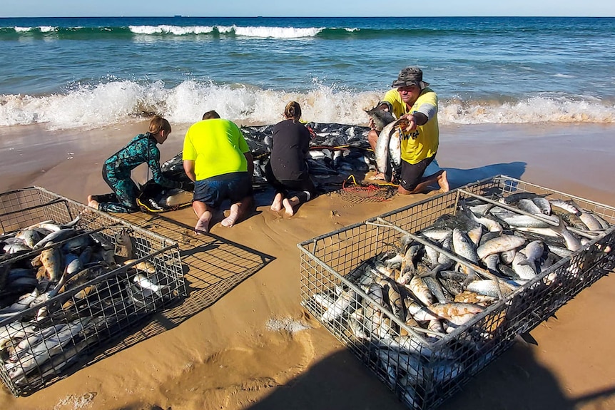 fishers sort through a catch of mullet