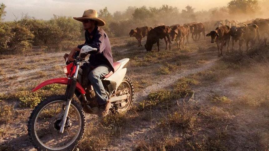 A man on a motorcycle leads a herd of cattle with a cloud of dust rising around them.