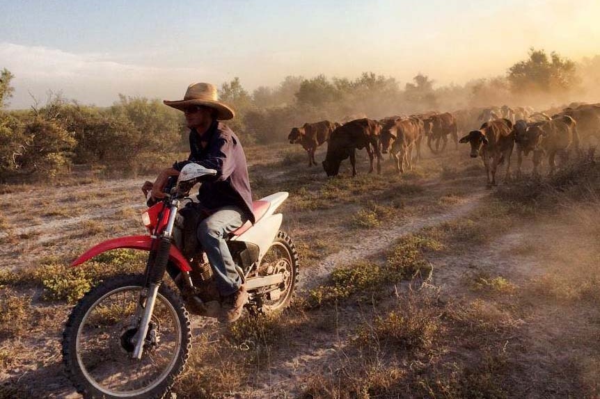 A man on a motorcycle leads a herd of cattle with a cloud of dust rising around them.