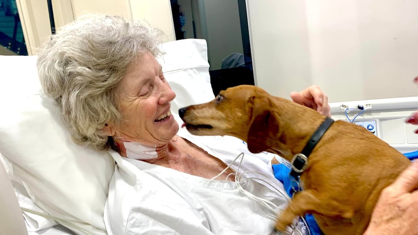 A woman in a hospital bed is about to be kissed by her tan dachshund.