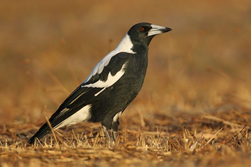 Magpies have declined significantly in the East Coast, a new report shows.